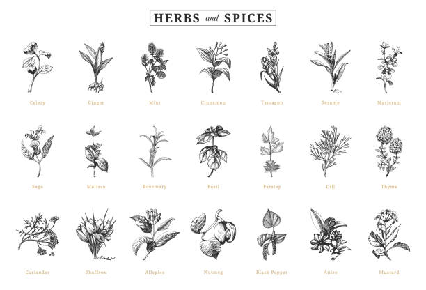 ilustrações de stock, clip art, desenhos animados e ícones de herbs and spices, sketch set in vector, design elements. collection of botanical drawings in engraving style. officinalis and organic culinary plants, hand drawn illustrations. - herbal medicine