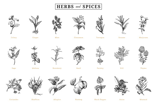 Herbs and spices, sketch set in vector, design elements. Collection of botanical drawings in engraving style. Officinalis and organic culinary plants, hand drawn illustrations.