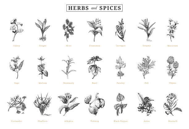 Herbs and spices, sketch set in vector, design elements. Collection of botanical drawings in engraving style. Officinalis and organic culinary plants, hand drawn illustrations. Herbs and spices, sketch set in vector, design elements. Collection of botanical drawings in engraving style. Officinalis and organic culinary plants, hand drawn illustrations. herb stock illustrations