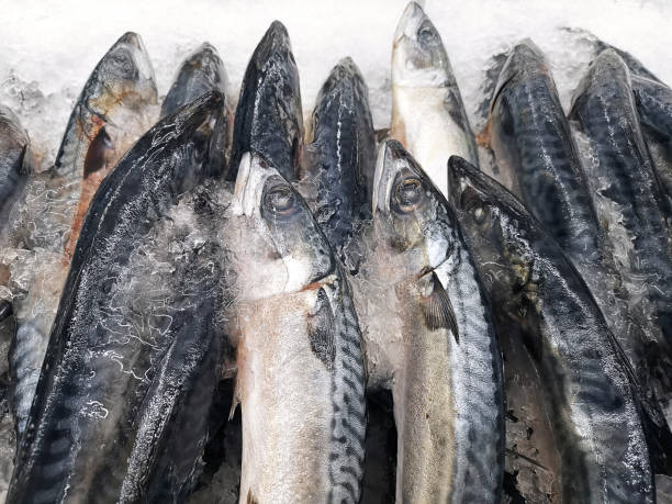istock fresh sea fish in market 1396659998