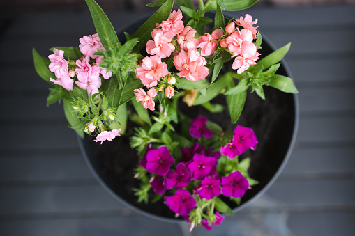 Beautiful different flowers in plastic flower pots