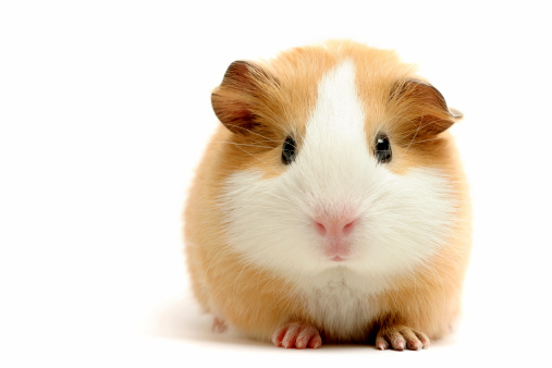 Stock photo showing a female sow, ginger, black and white short-hair abyssinian guinea pig (tortoiseshell colours and pattern) being held by an unrecognisable person. This variety of guinea pig / cavy (abyssinian) has short hair with multiple rosettes and is ideal as a pet, since its hair stays neat, without tangling, and requires minimal brushing.