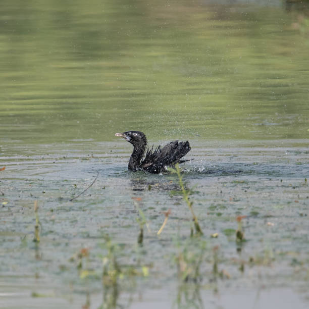 istock Little Cormorant having a dip in the water before flight 1396660158