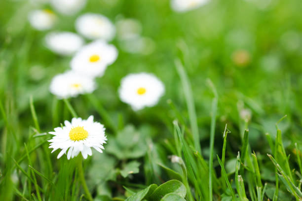 Closeup of daisies in the grass