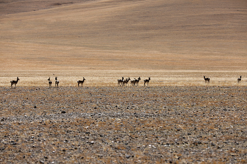Tibetan antelope