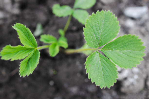 Green strawberry leaves