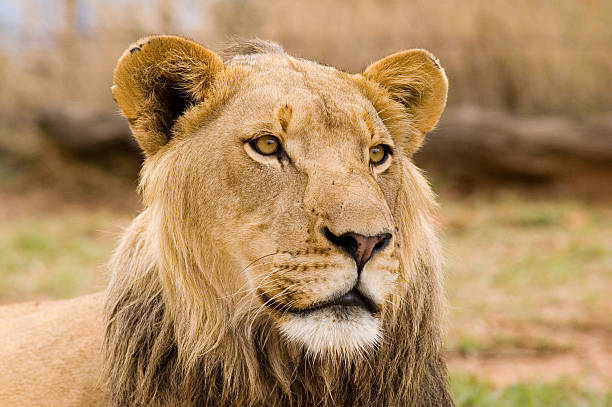 Jung male lion stock photo