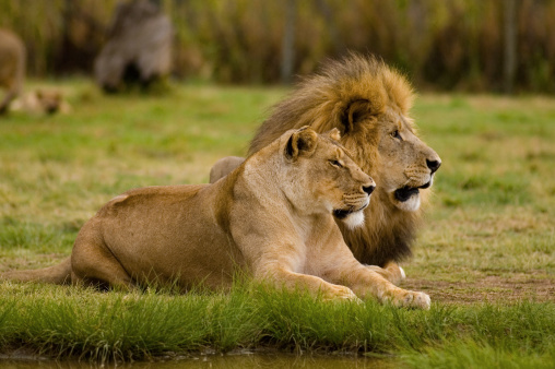 A lion couple in the lion park near Johannisburg, South Africa.