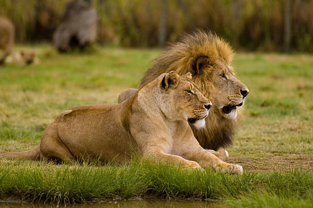 Lioness and Lion stock photo