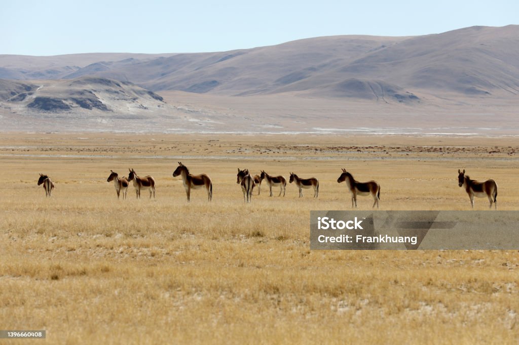 wild donkey in Tibeten plateau Animals In The Wild Stock Photo