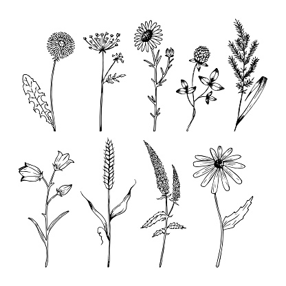 Hand drawn wildflowers set in realistic style. Wildflowers sketch. Outline.