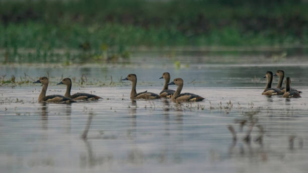 Ducks on the lake stock photo