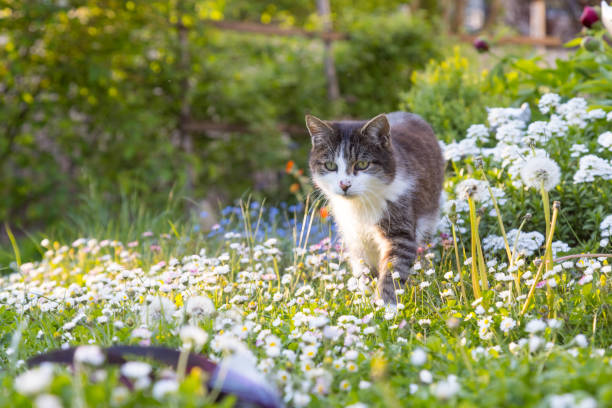 cat walking towards camera