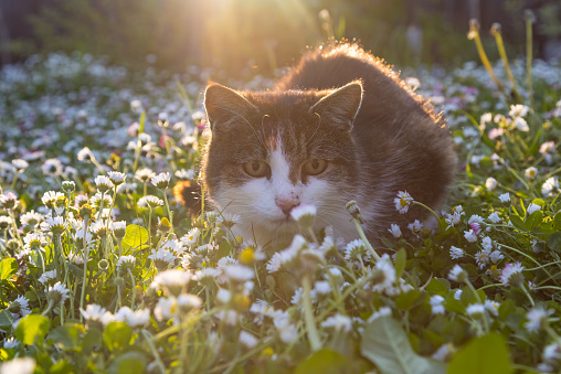 cat sitting in meadow, sunrays behind,