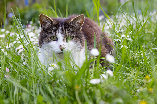 cat in meadow, looking into camera, ground level,
