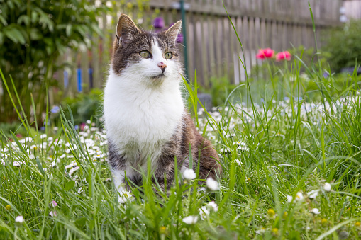 cat in garden in front of fence