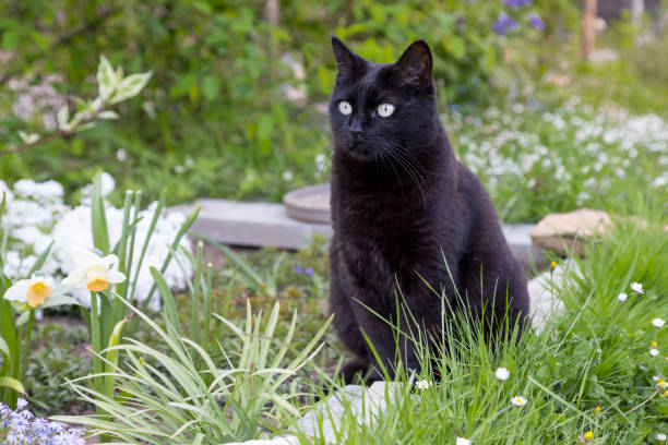 istock black cat in garden 1396661728