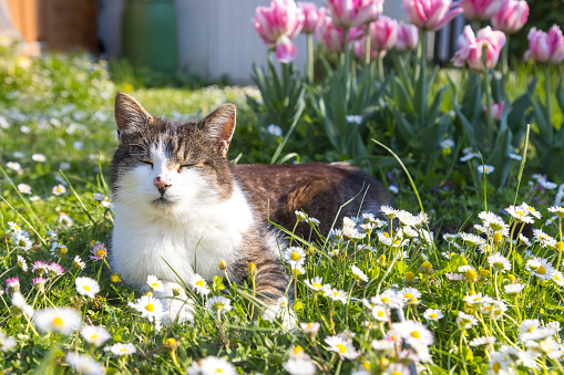 cat lying in garden, eyes closed,
