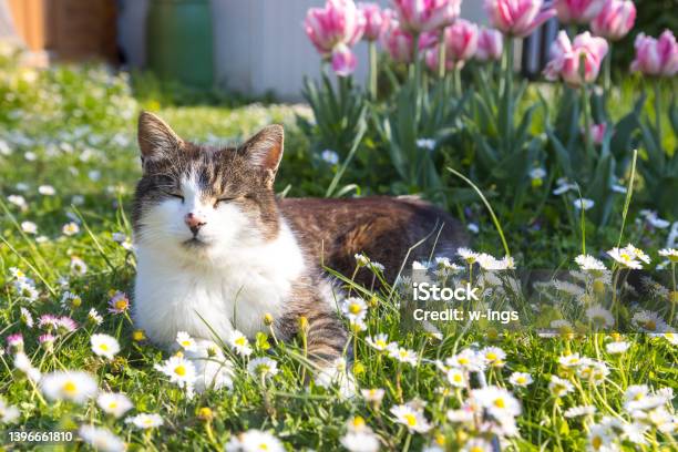 Cat Lying In Meadow In Front Of Tulips Stock Photo - Download Image Now - Domestic Cat, Flower, Springtime