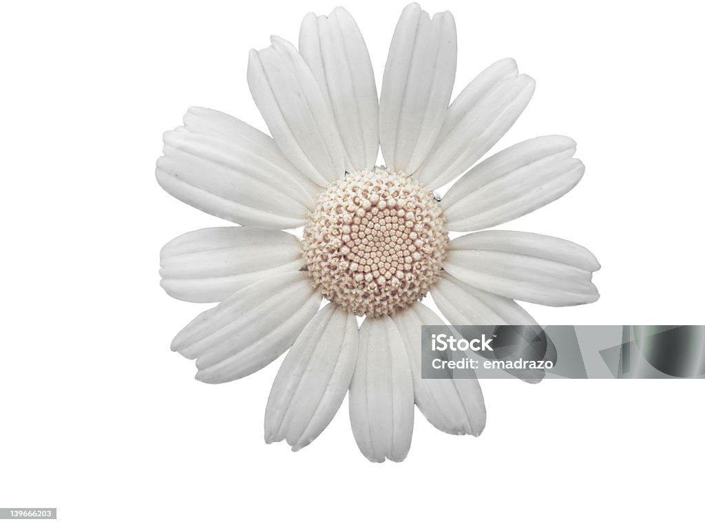Bianco fiore Margherita - Foto stock royalty-free di Amore