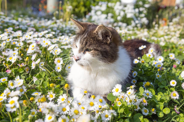 cat lying in meadow with many daysies, closeup