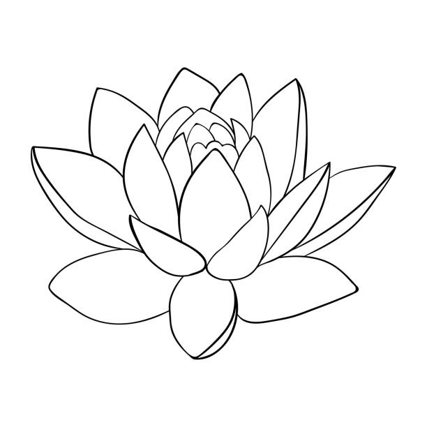 Lotus line art. Big lotus bud, exotic esoteric plant. For invitations Lotus line art. Big lotus bud, exotic esoteric plant. For invitations lotus flower drawing stock illustrations