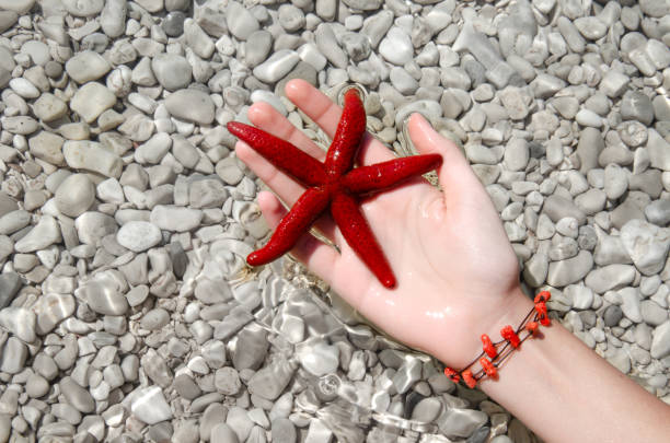 istock Female hand holding a red starfish 1396663537