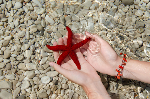 Female hand holding a red starfish on the background of the seabed