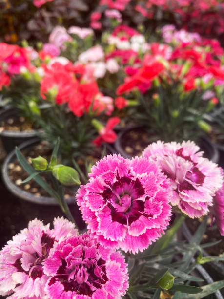 istock The Bunch of flower 1396663561