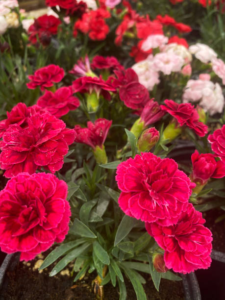 istock The Bunch of flower 1396663573
