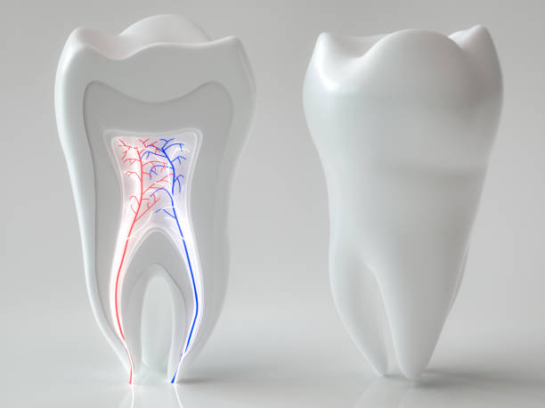 istock Anatomy of a molar tooth - 3D Rendering 1396663630