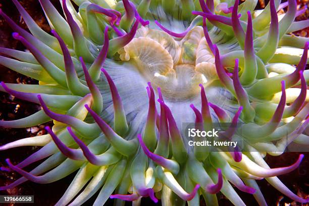 Pinktipped Anemone Stock Photo - Download Image Now - Cnidarian, Giant Caribbean Sea Anemone, Horizontal