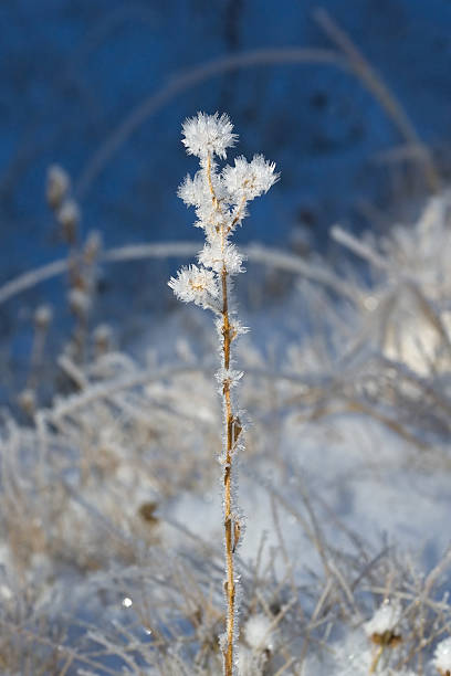 frosty morning stock photo