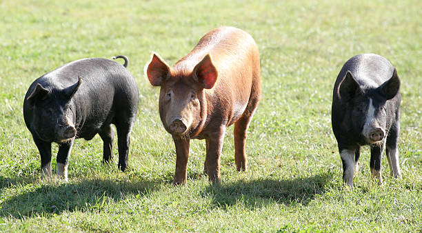 Three Pigs A red Tamworth pig flanked by two black Berkshire (kurobuta) pigs on a warm autumn morning in sunny Worcestershire, England. berkshire pig stock pictures, royalty-free photos & images