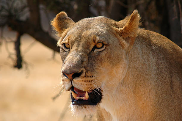 Lioness stock photo