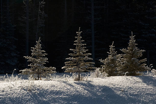 little trees stock photo