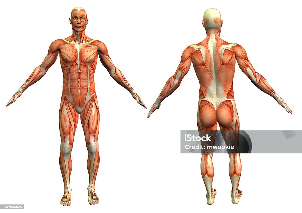 Muscolare uomo 4 - Foto stock royalty-free di Anatomia umana