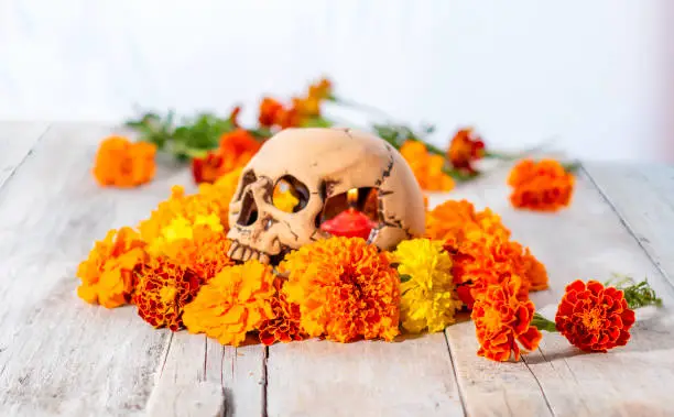 Skull and cempasuchil flowers or marygold. Day of the dead concept dia de los muertos