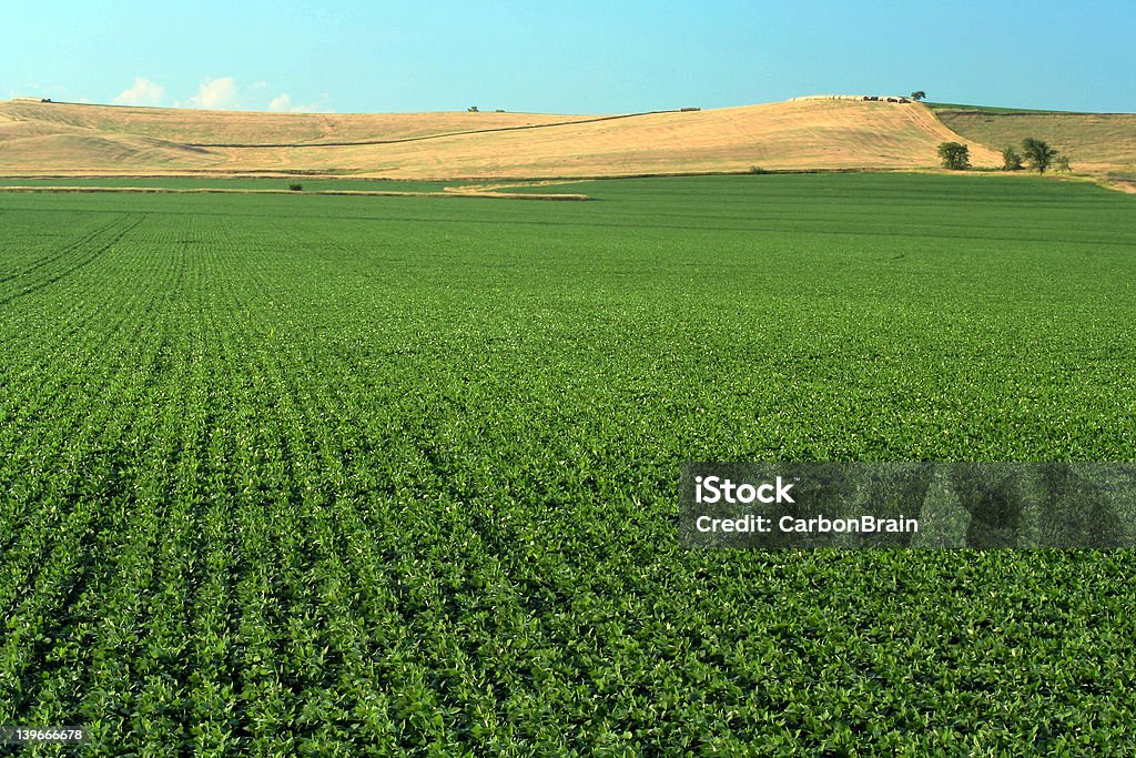 Campo di soia, Schuyler, Nebraska - Foto stock royalty-free di Agricoltura