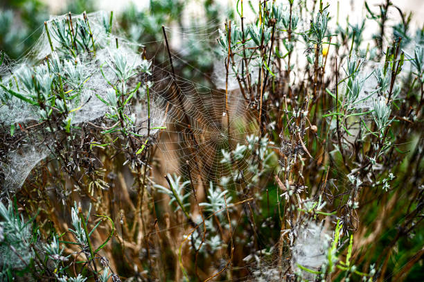 istock Lavender tree, intertwined spider web, and morning dew. 1396666884