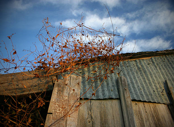 Withering Vines stock photo