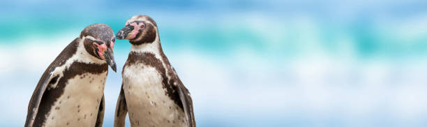 крупный план двух изолированных милых пингвинов гумбольдта на размытом пляжном фоне, разговор между водоплавающими птицами, символическа� - humboldt penguin стоковые фото и изображения