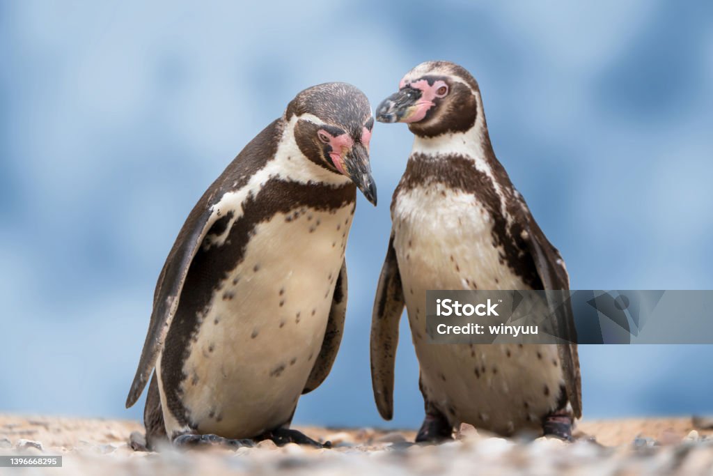 closeup of two isolated humboldt penguins in conversation with each other, natural water birds in a cute animal concept, symbol for gossip, rumor, indiscretion or environment protection Penguin Stock Photo