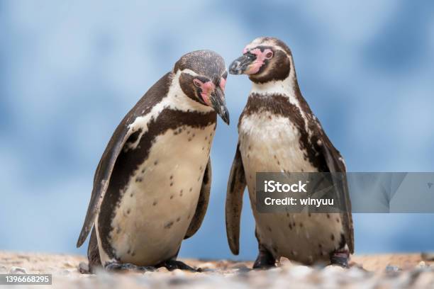 Closeup Of Two Isolated Humboldt Penguins In Conversation With Each Other Natural Water Birds In A Cute Animal Concept Symbol For Gossip Rumor Indiscretion Or Environment Protection Stock Photo - Download Image Now