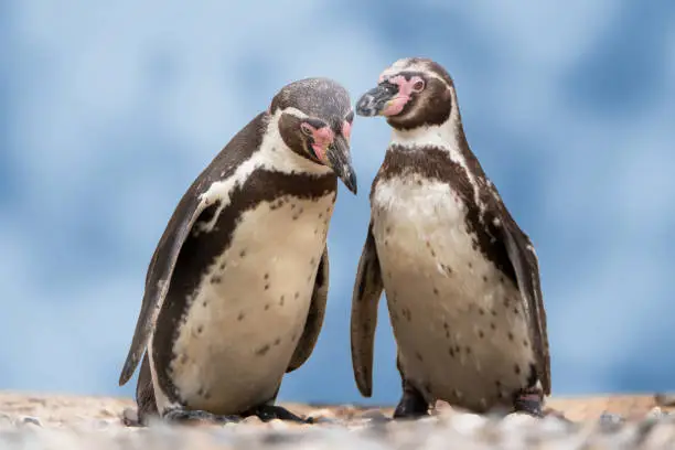 Photo of closeup of two isolated humboldt penguins in conversation with each other, natural water birds in a cute animal concept, symbol for gossip, rumor, indiscretion or environment protection