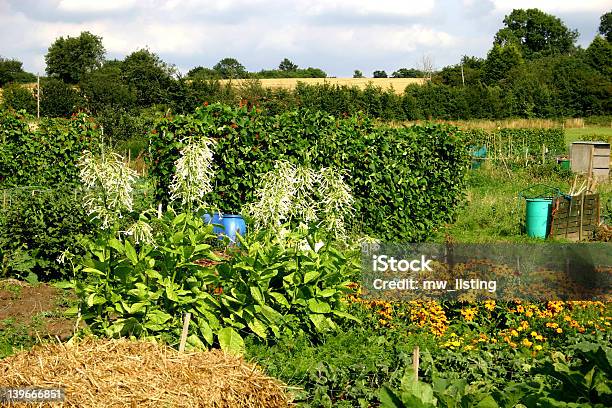 植物の割当 - あこがれのストックフォトや画像を多数ご用意 - あこがれ, オーガニック, タバコ