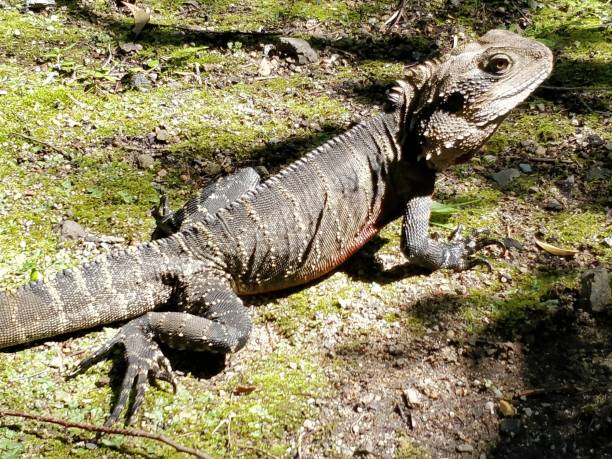 istock Australian water dragon or Intellagama Iesueurii 1396668583