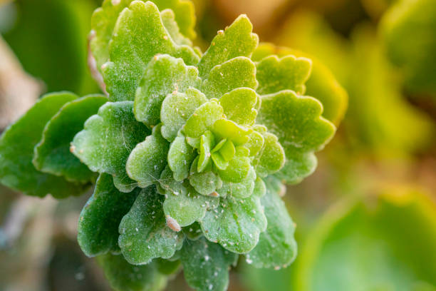 kalanchoe blossfeldiana mit pseudococcus-parasiten - elefantenohr stock-fotos und bilder