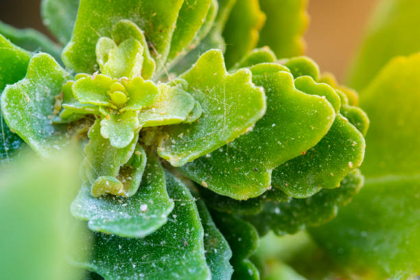 kalanchoe blossfeldiana mit pseudococcus-parasiten - elefantenohr stock-fotos und bilder