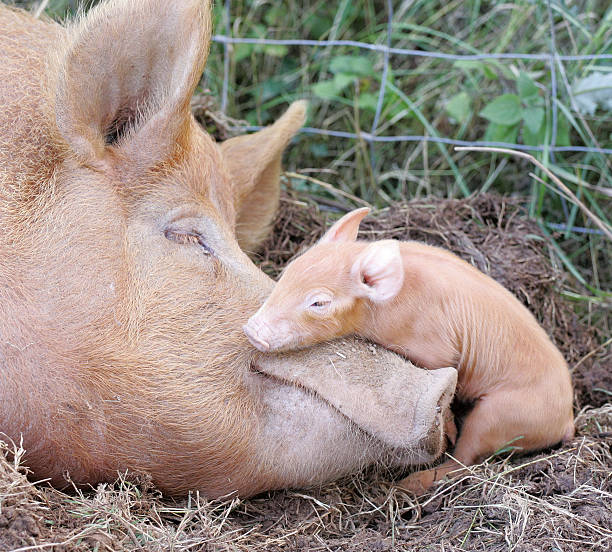 This Tamworth pig gave birth to her first litter - of only two piglets.  She had the babies out in a field, up by the fence, in the early autumn warmth in Worcestershire, England.